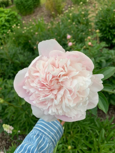 Moondance Flower Farm blush peony held up in front of the flower field