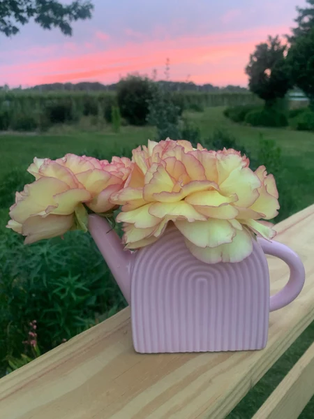 Moondance Flower Farm yellow peonies in a pink pitcher on a fence rail at sunset on the farm